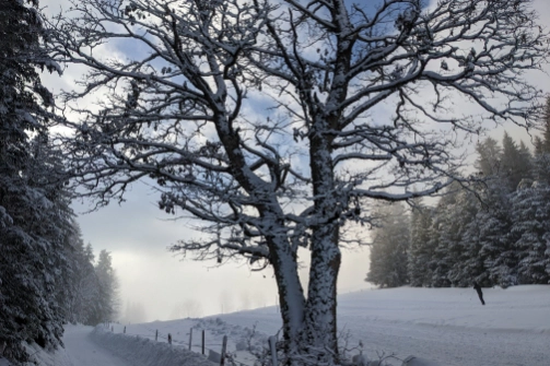 Ein mit Schnee bedeckter Baum im Winter.
