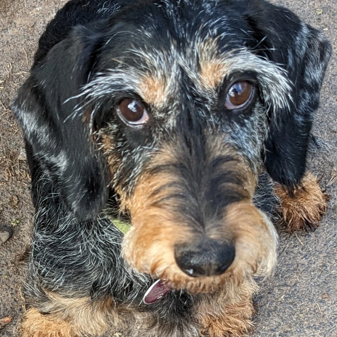 Gottesdienst zum Tag des Hundes in der Hundeschule.