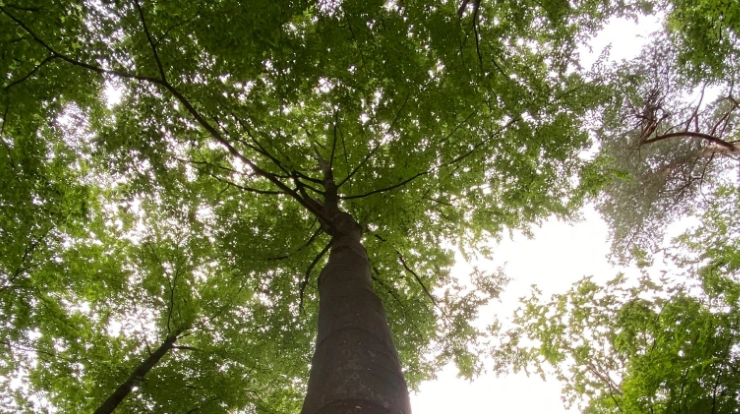Preview-Bild für unsere Kategorie Abschied.