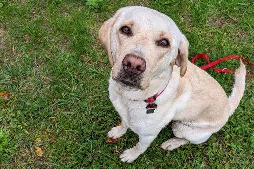 Ein Labrador beim Segen in der Hundeschule.